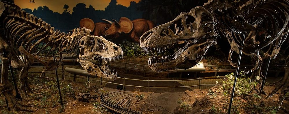 The new Director of Exhibitions will continue with innovative exhibitions like Dinosaurs in their Time at the Carnegie Museum of Natural History