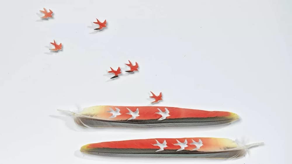 Little Red Swallow, a feather art by Chris Maynard, shows six red birds going for a landing on two parrot feathers with their shapes.