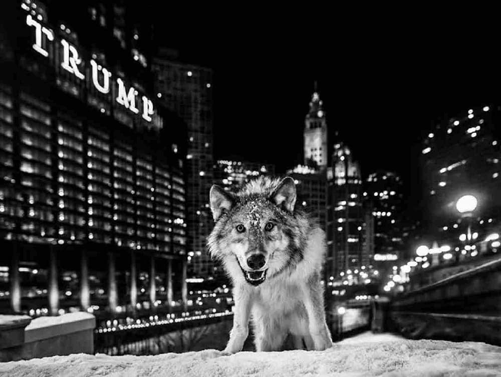 Image: It is Only a Matter of Time, a photograph by British fine art photographer David Yarrow features a wolf in front of a Trump sign. This is one of the photographs in Wild Encounters, a show in Chicago