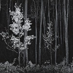 Image: ASPENS, Northern New Mexico by Ansel Adams was one of the images sold at Bonhams Auction