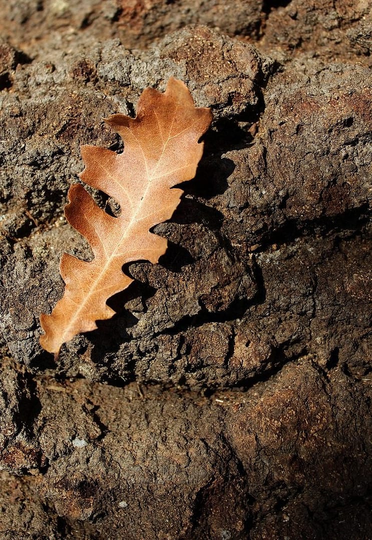 Image: Oak Leaf by Martin Smith, the Bulgaria-based creative photographer who won first prize for 2016 Artcentron Flowers We Love Photo Contest