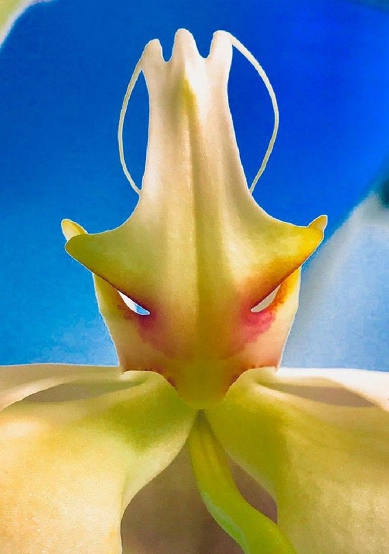 Image: A mask-like photograph of a yellow flower from the book The Flower Whisperer, a new book by actor, singer, dancer, director, and photographer Joel Grey