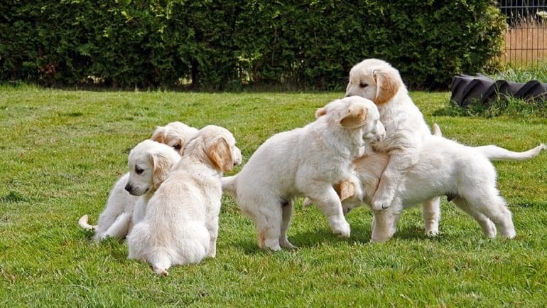 Image: These playful H-litter get their puppy lesson, a great reminder of the happiness puppies add to our lives and why we celebrate puppies #NationalPuppyDay #Dog 