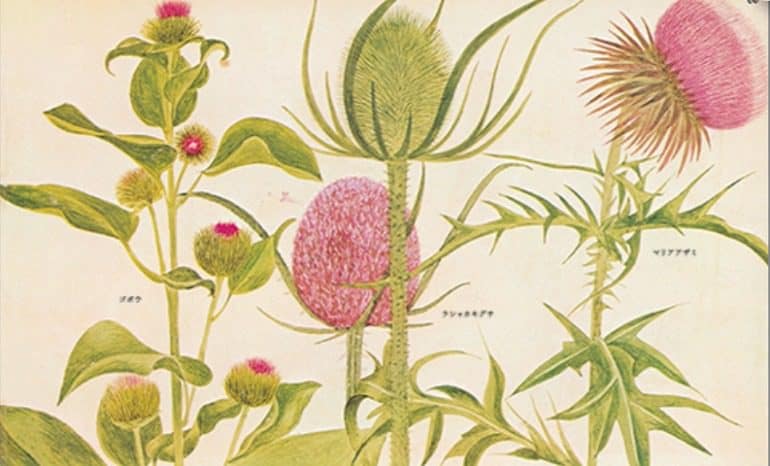 Image: One of the beautiful illustrations in A Victorian Flower to be published by PIE International that will also publish books on Japanese Art