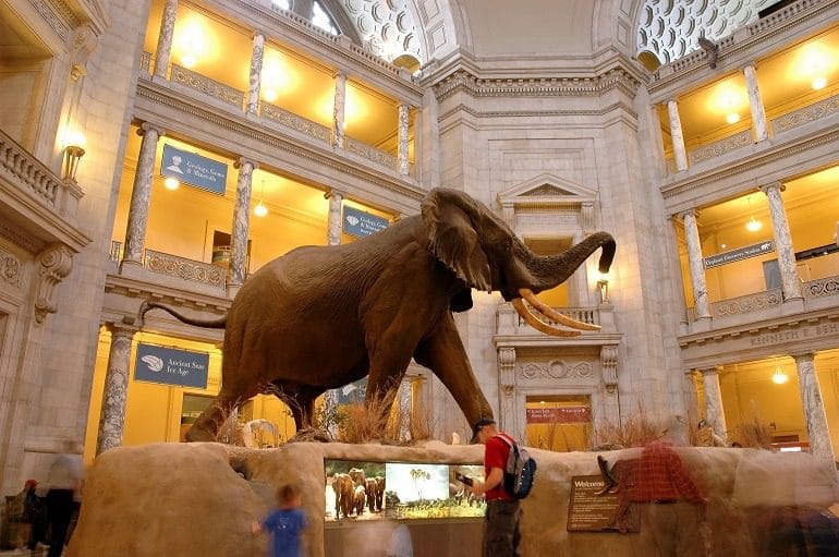 Image: A close look at one of the mammoths on display at the Washington DC Natural History Museum, a must visit for vacationers in Washington DC
