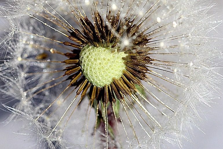 Image: Heart of the Dandelion by Martin Smith, the Bulgaria-based creative photographer who won first prize for 2016 Artcentron Flowers We Love Photo Contest