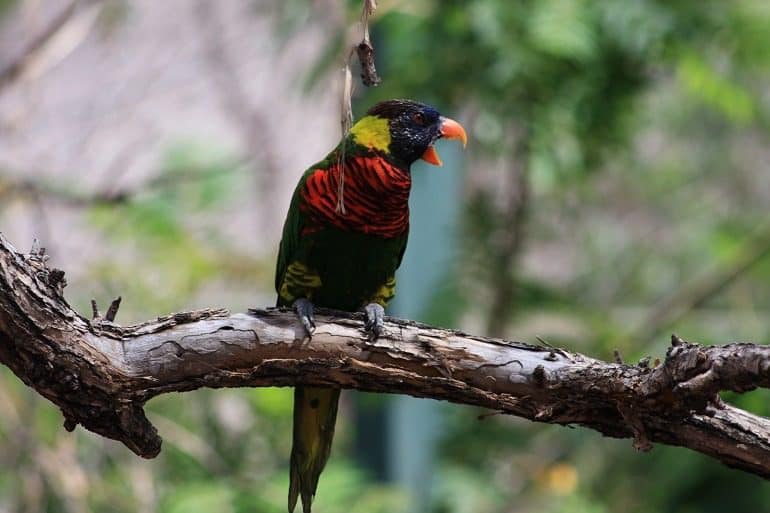 Image: This beautiful Rainbow Lorikeet at Denver Zoo, Colorado is an important example of pet birds that talk that will serve as great pets for bird loves.