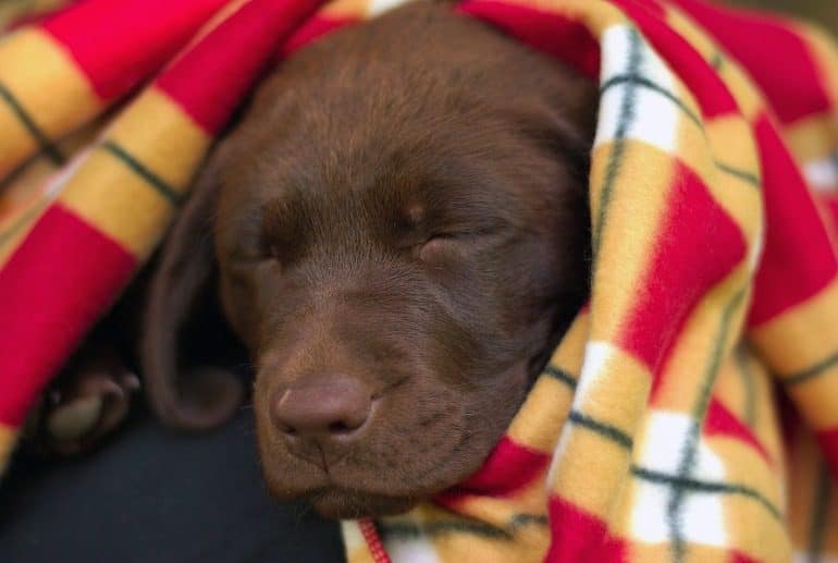 Image: A 12 week old Chocolate Labrador Retriever Puppy covered with a beautiful colorful is a great reminder of the happiness puppies add to our lives and why we celebrate National Puppy Day #NationalPuppyDay #Dog