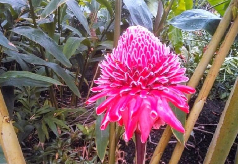 Love Flowers. Artcentron Postpones its annual Flowers We Love Photo Contest