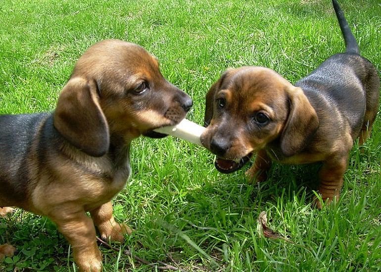 Image: These beautiful Six week old Dachshunds playfully pull at a toy during play time, a reminder of why we celebrate National Puppy Day Photos #NationalPuppyDay #Dog