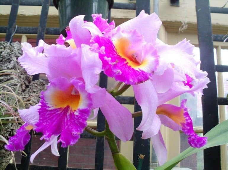 Image: Flowers in the sun marks the beginning of Artcentron Flowers We Love Photo Contest flowers photo