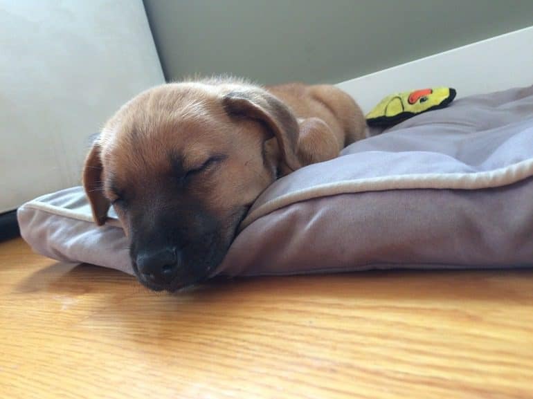 Image: A puppy sleeps peacefully on her dog bed after hours of play, an example of why we should pamper our puppies on National Puppy Day Photos #NationalPuppyDay #Dog