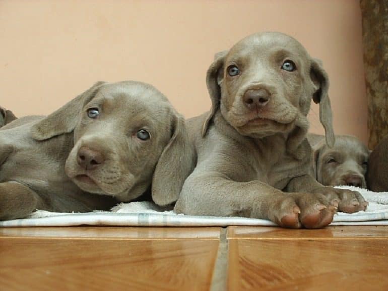 Image: Portrait photograph of these beautiful Weimaraner Puppies is a reminder of why we celebrate National Puppy Day #NationalPuppyDay #Dog