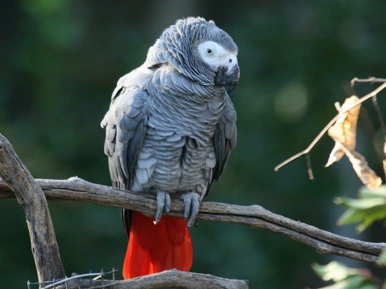 Image: African Grey Parrots are smart and can talk, making them of the pet birds that talk and serve as amazing pets.