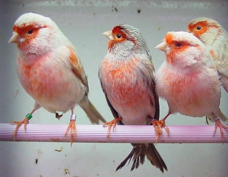 Image: These four beautiful yellow, white, and red domestic canaries are part of the list of pet birds that sing. They will make amazing pets for bird lovers