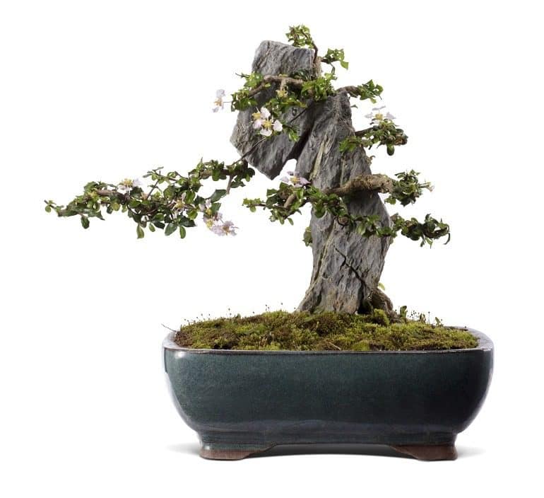 Image- Bonsai tree for sale at Sotherby's. It is titled Ilex cornuta (Chinese Holly) and planted circa 1990 