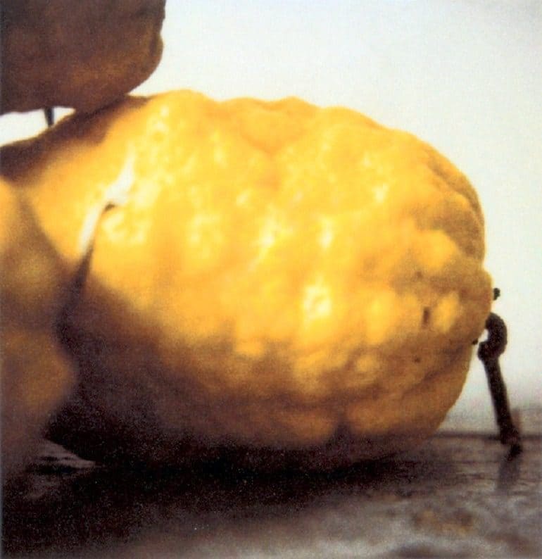Image: Details of Lemons, a photography taken by Twombly at Gaeta in 2005 is presently on display in Spain for the first time